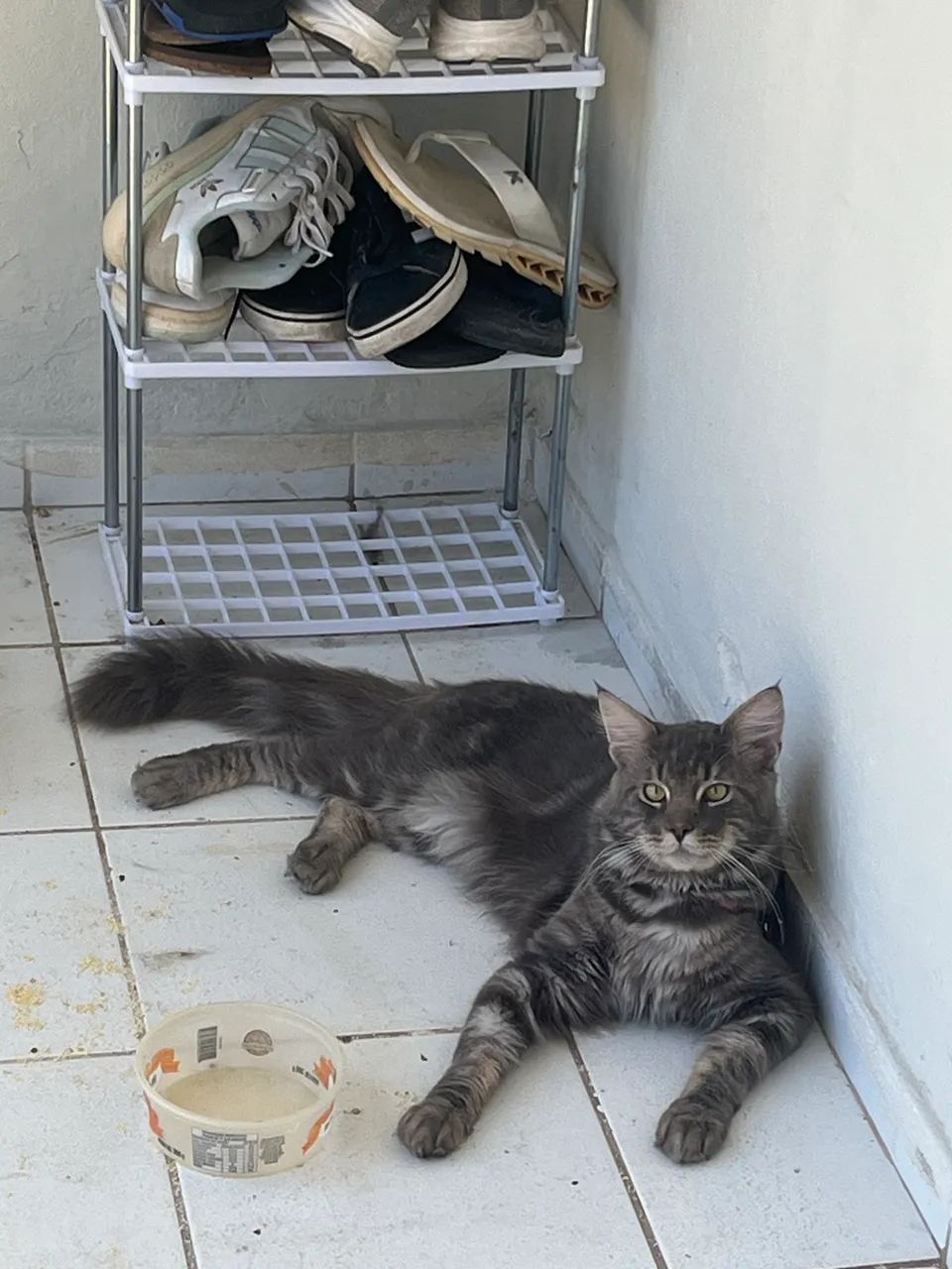 Gatos raça Maine Coon