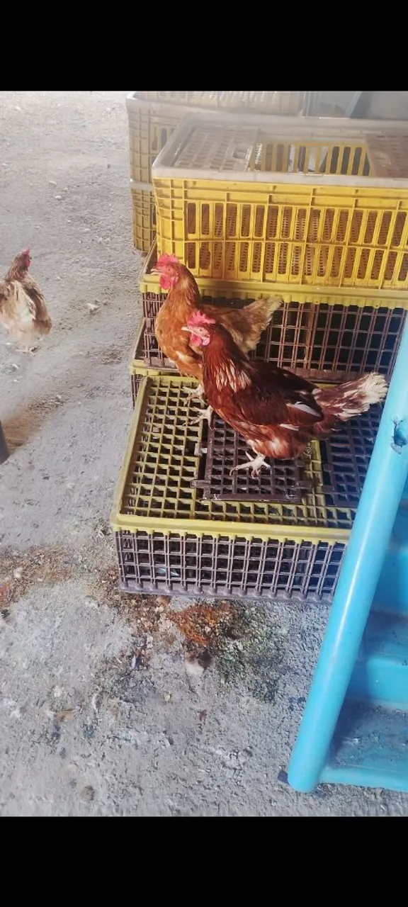 Galinhas poedeiras, ovos caipira