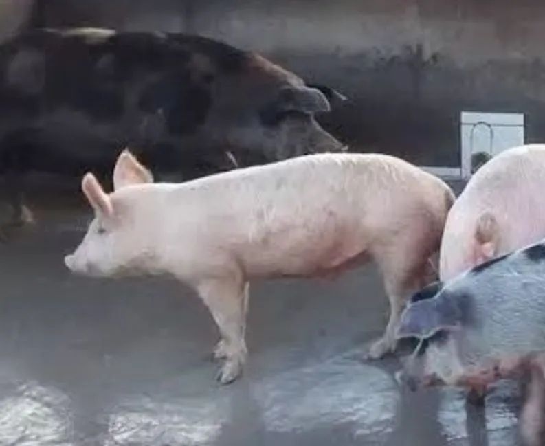 Leitão para natal  - Foto 4