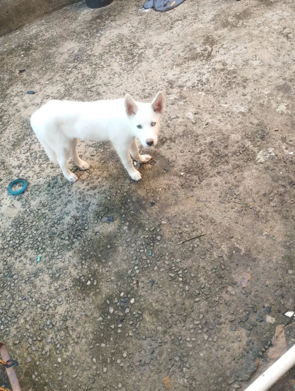 Filhote Husky Siberiano de Olhos Azuis - Foto 2