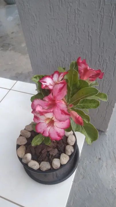 Rosas do Deserto  - Foto 4