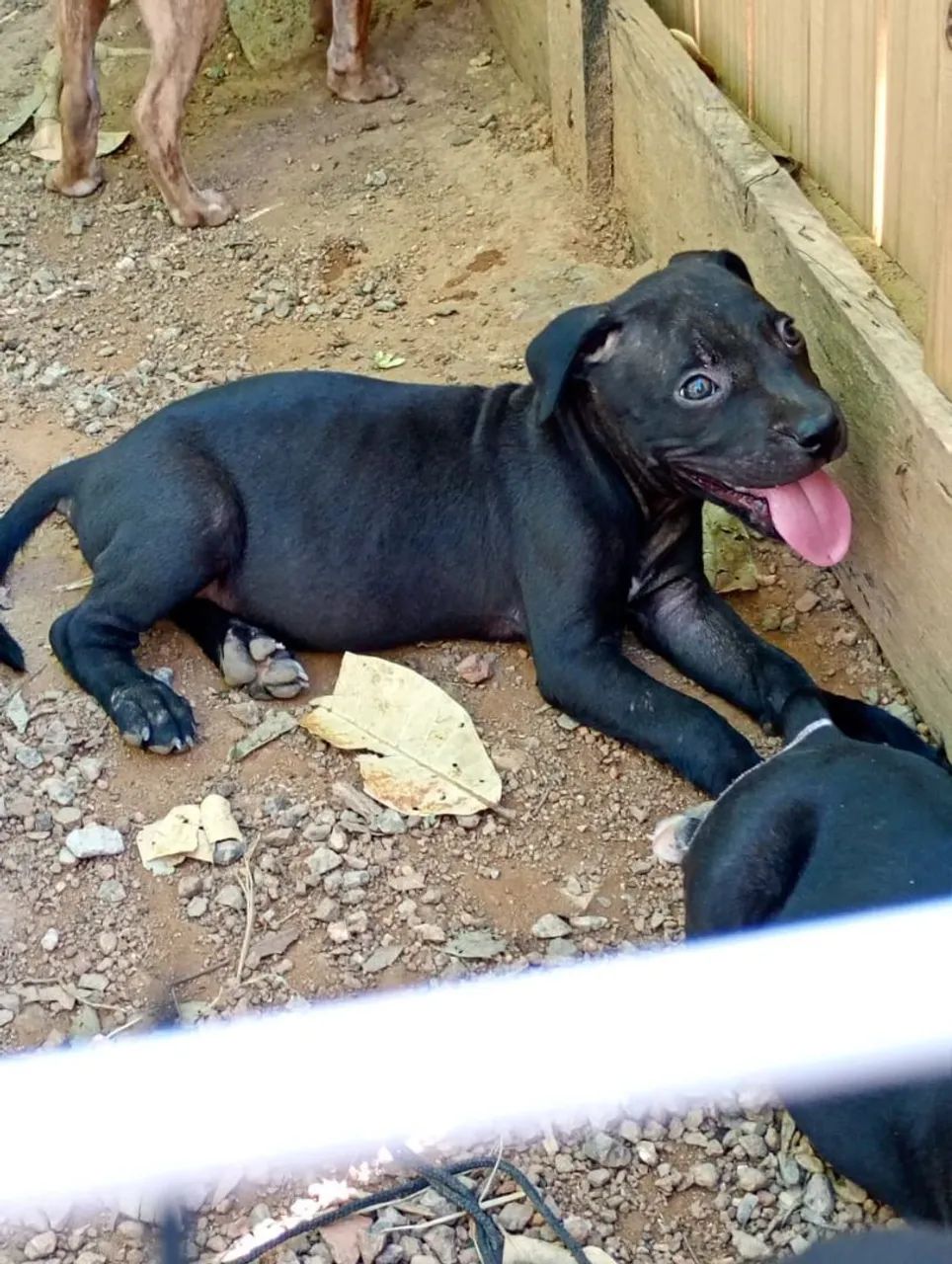 Filhote Pitbull fêmea  - Foto 3