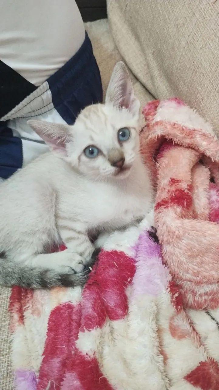 Gatinha branca com colar de pérolas - Foto 2