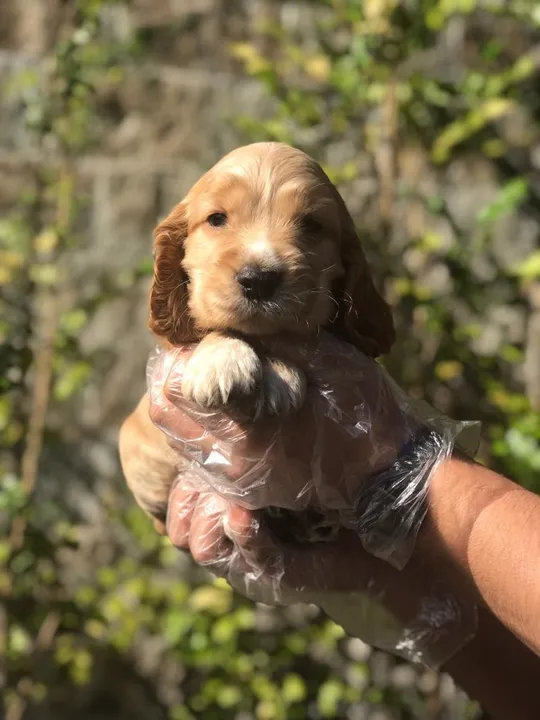 Cocker Spaniel ingles dourados machos e fêmeas