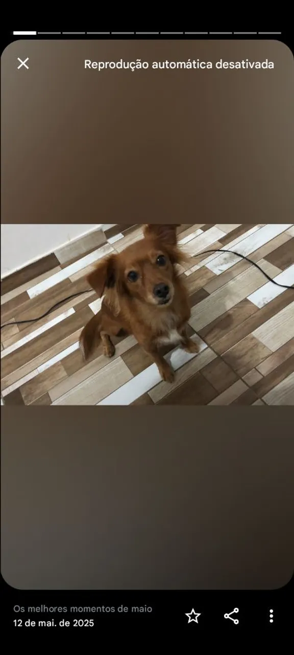 Cachorrinha para adoção