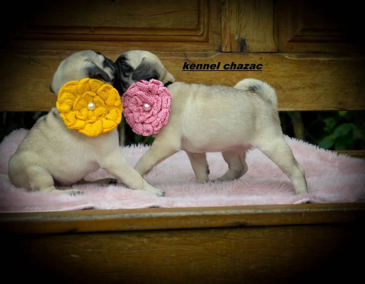 Pug filhotes encantadoras meninas disponíveis 