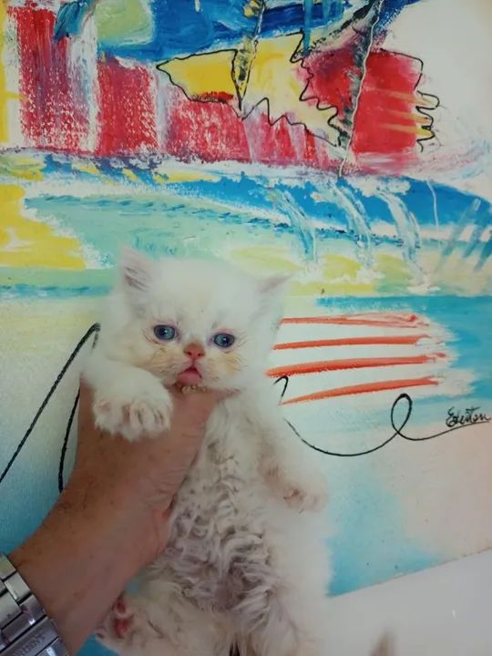 Gatinhos Persas - Filhotes - Foto 4