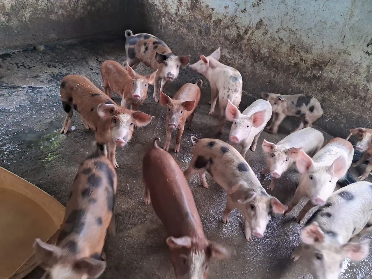 Filhotes de porco para venda