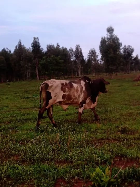 Boi Nelore  - Foto 2