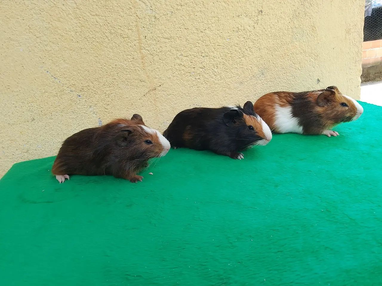 Porquinhos da índia  - Foto 2