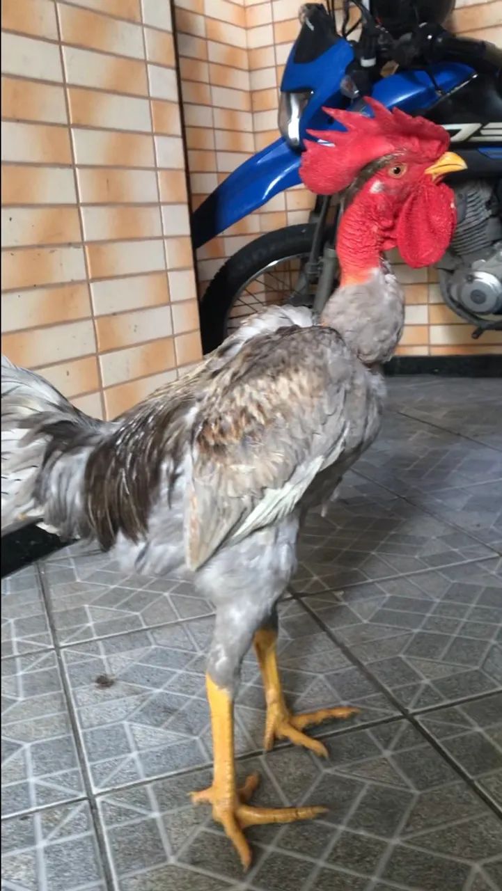 Galo Mestiços caipira com índio - Foto 4