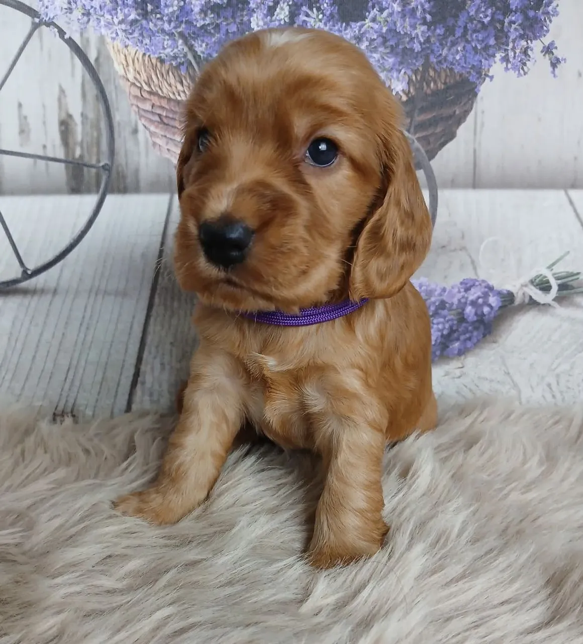 Filhote Cocker Spaniel Inglês disponível