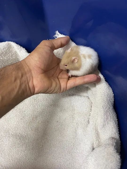 Hamster sírio disponível 