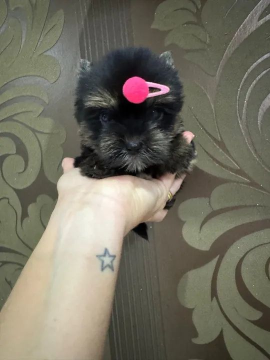 Yorkshire micro fêmea  - Foto 5