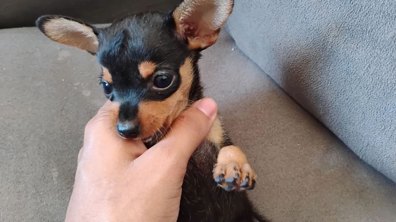 Filhote de Pinscher 1 - Foto 4