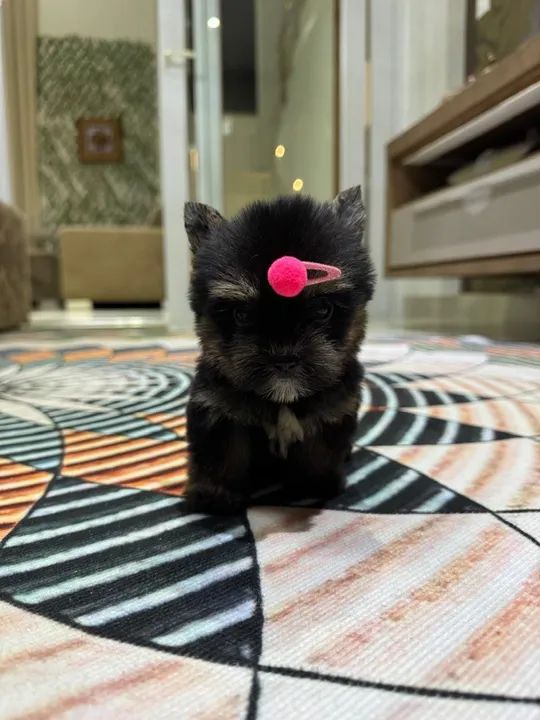 Yorkshire micro fêmea  - Foto 6