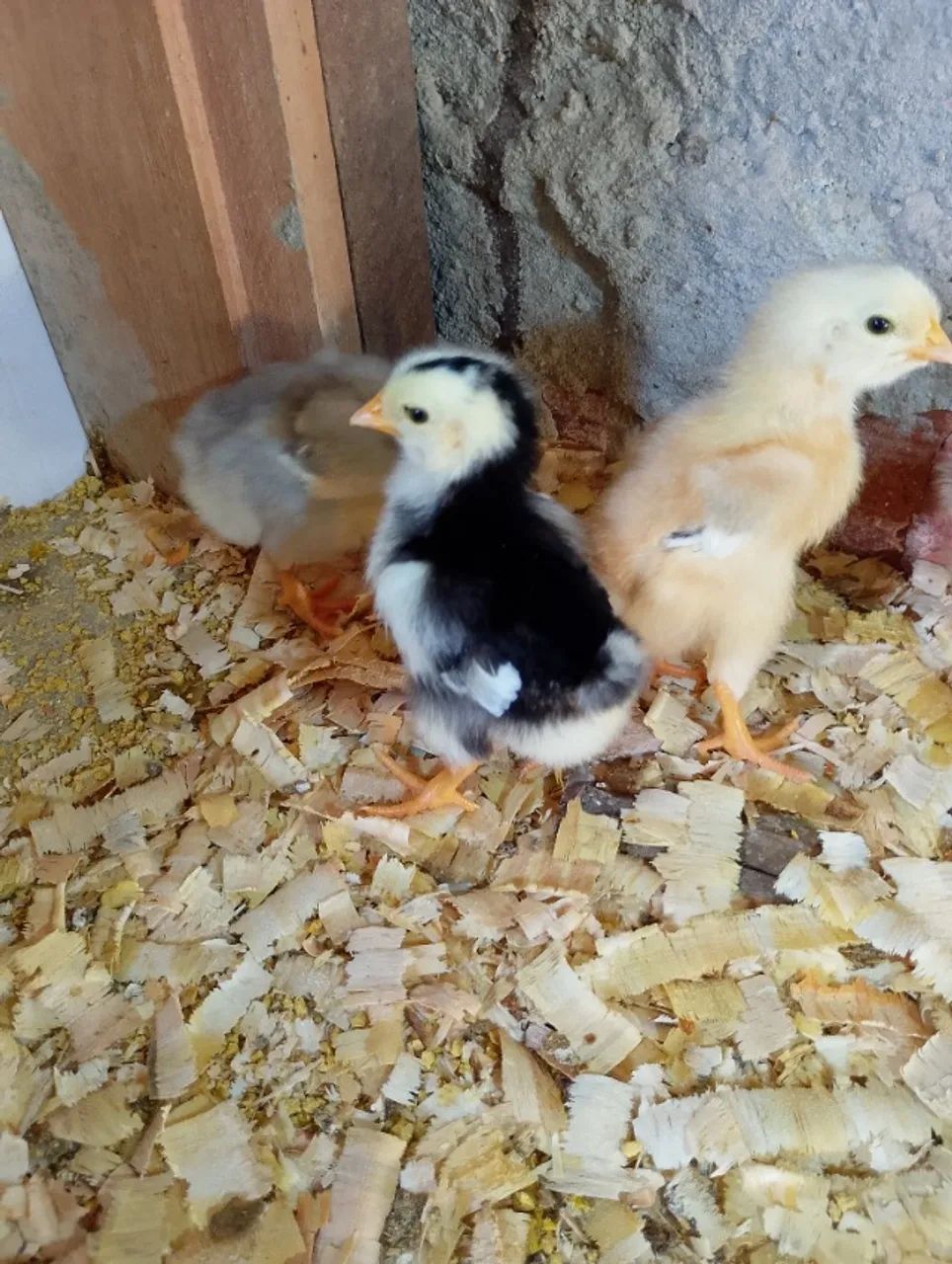 Ovos férteis GSB  - Foto 5