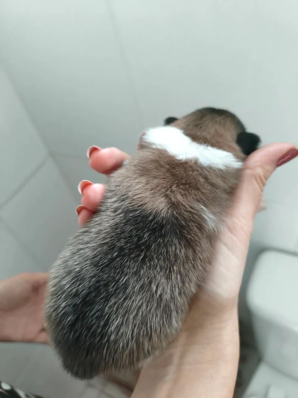 Filhotes de Spitzs Alemão  - Foto 5
