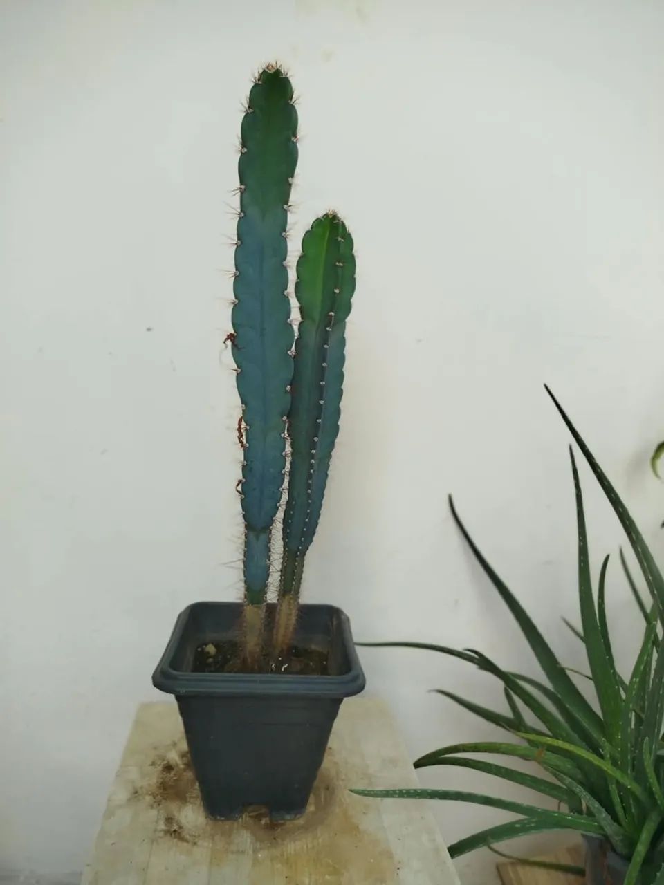 Cactos  - Foto 2