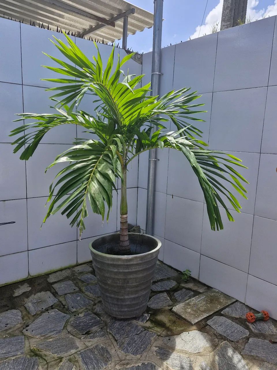 Coqueiro com Jarro