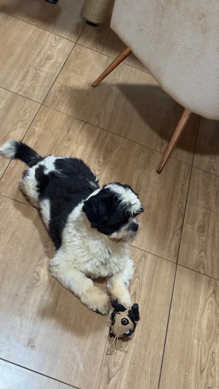 Teddy quer namorar  - Foto 2
