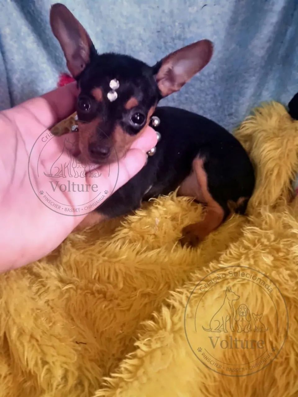 Pinscher zero fofos e dóceis