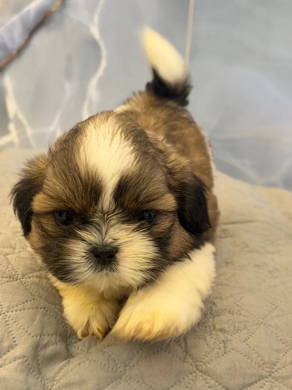 Shihtzu macho - Foto 3
