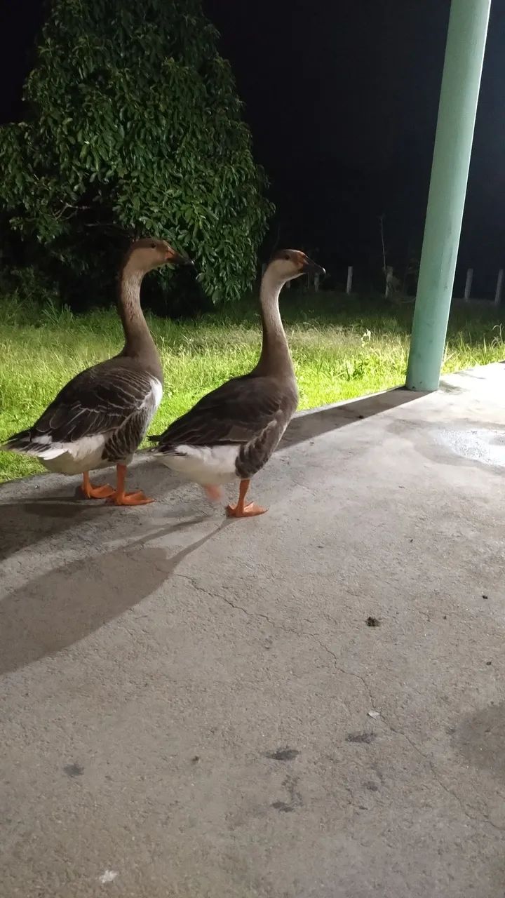 Casal de Ganso Toulouse  - Foto 4