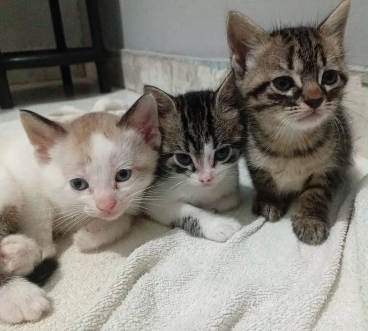 doa-se gatos filhotes 