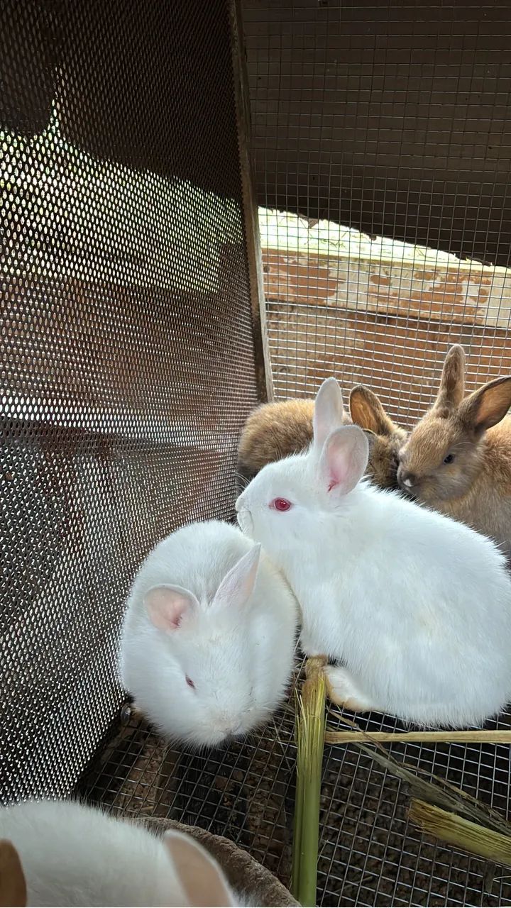 Coelhos