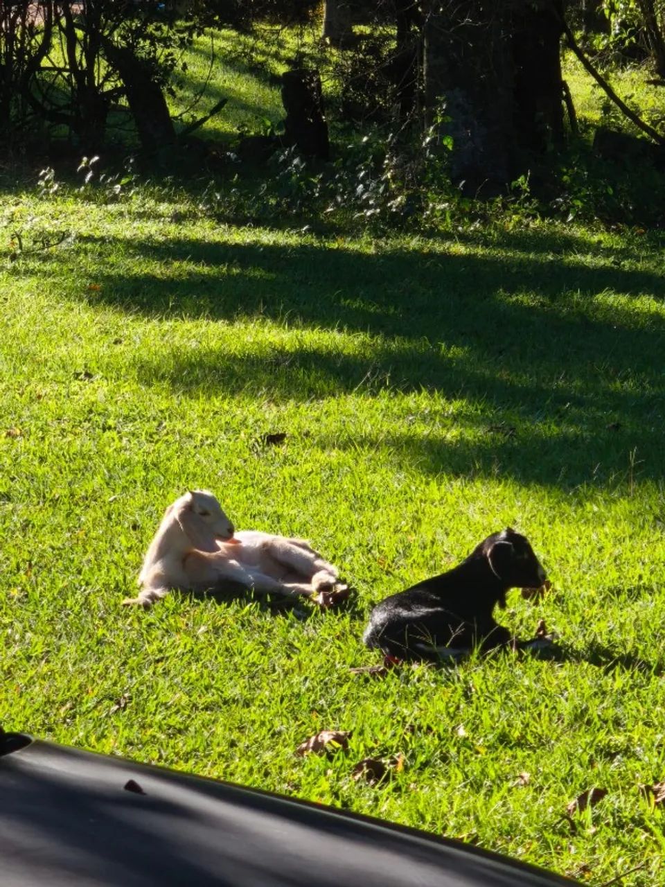 Cabra, cabritos, galinhas e codornas - Foto 2