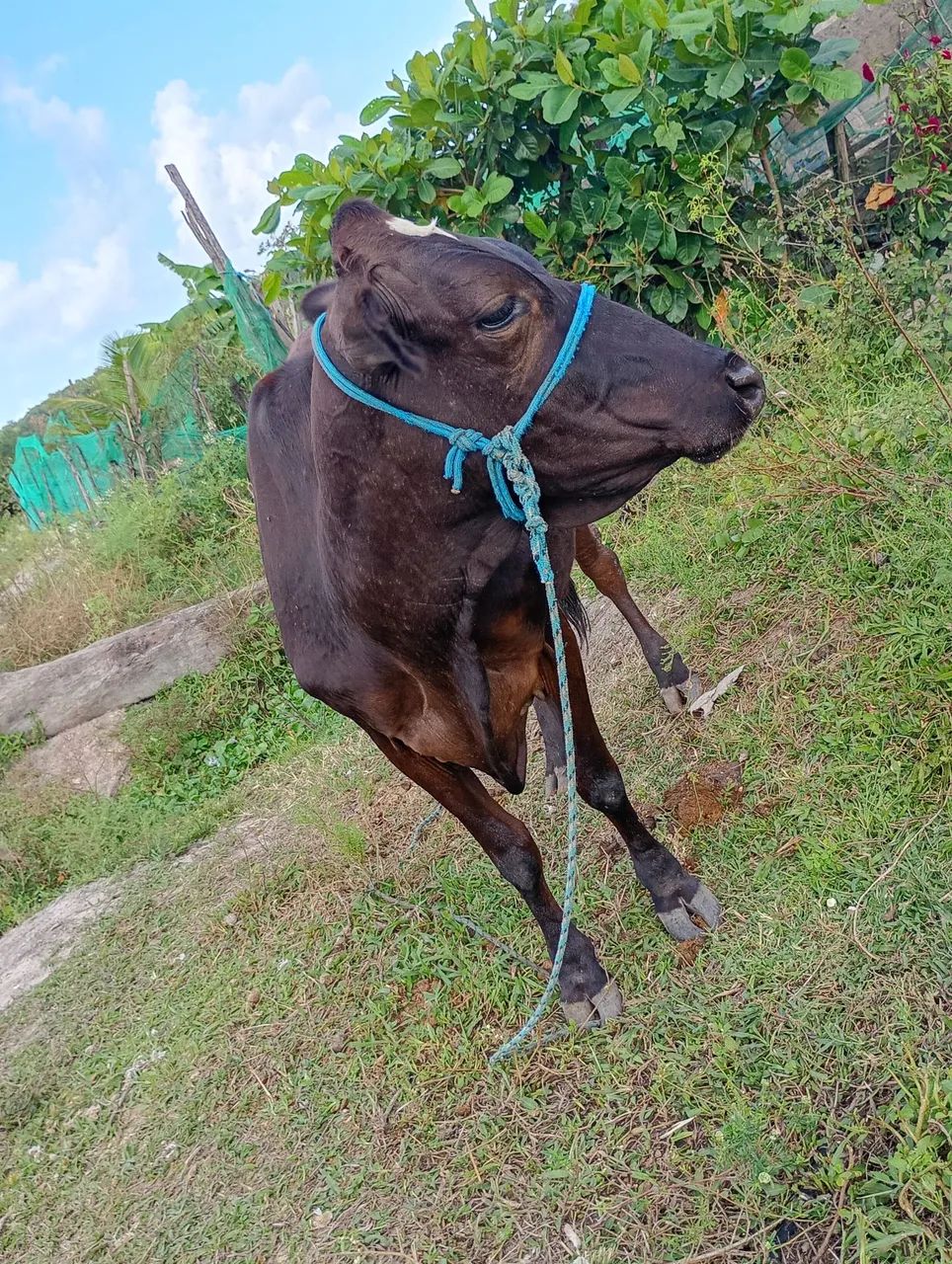Vendo vaca de leite mansar  - Foto 4