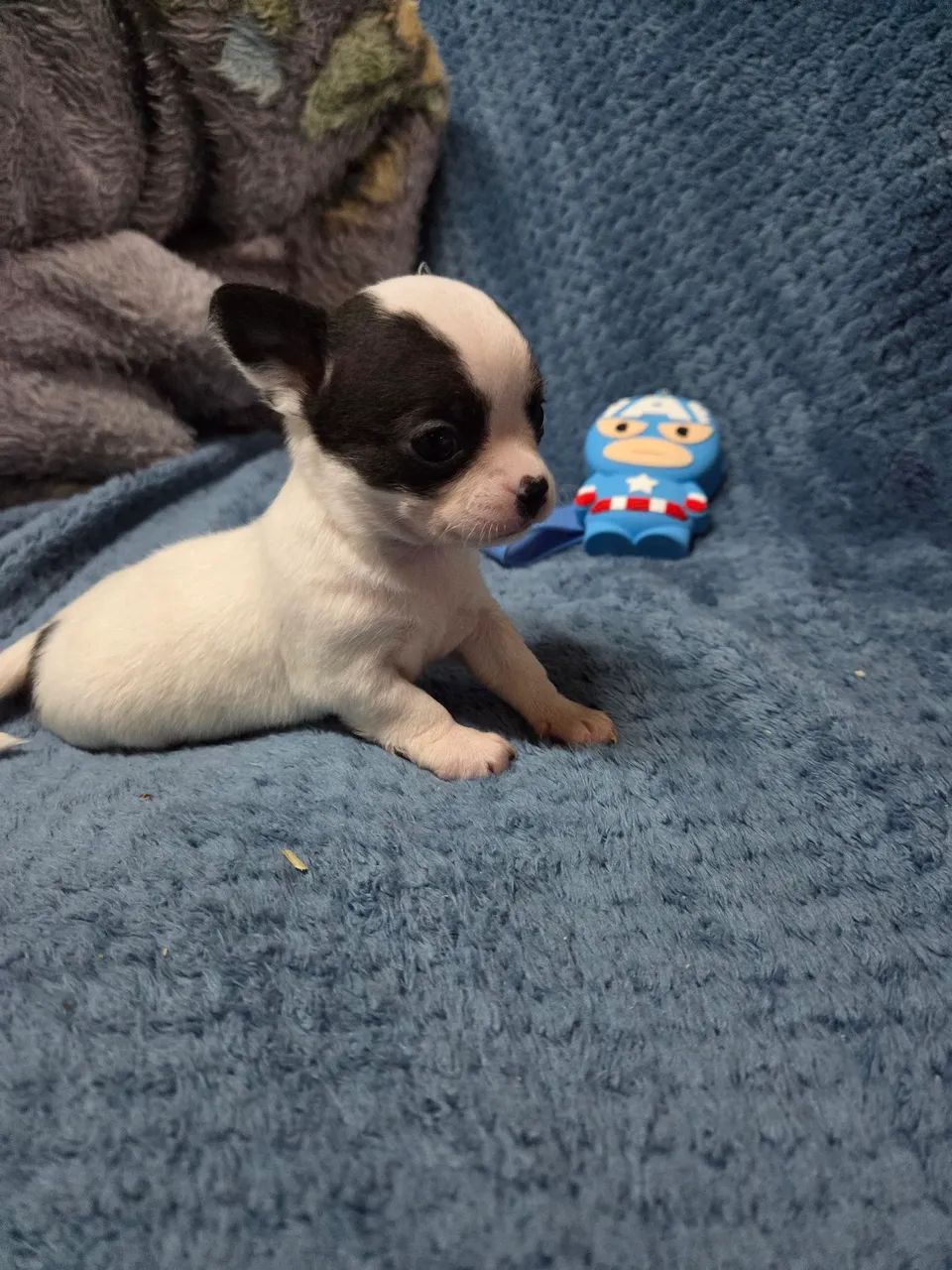 Filhote  de chihuahua