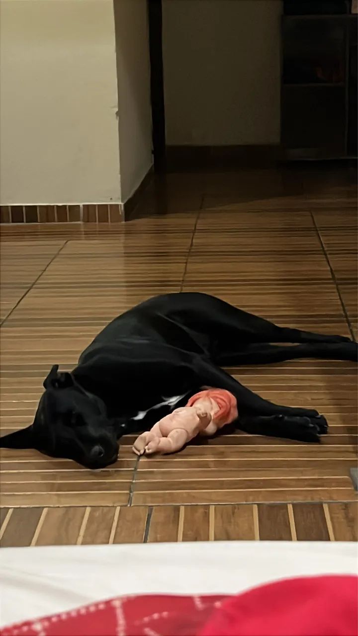 Cachorro  - Foto 2