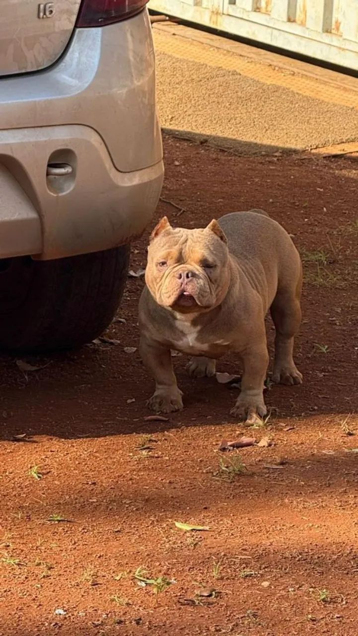 American bully  - Foto 4