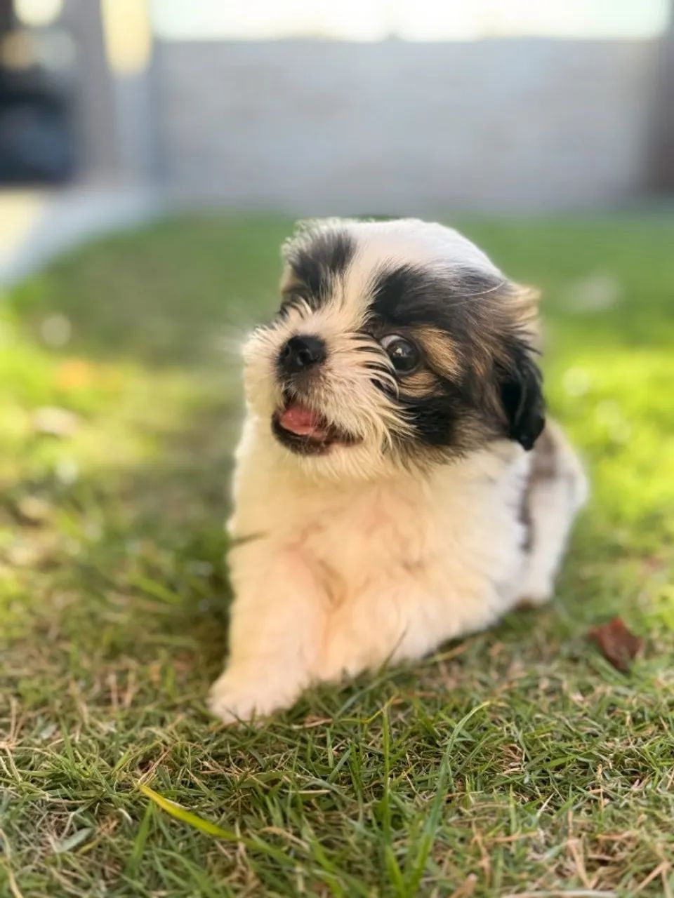 Shih Tzu