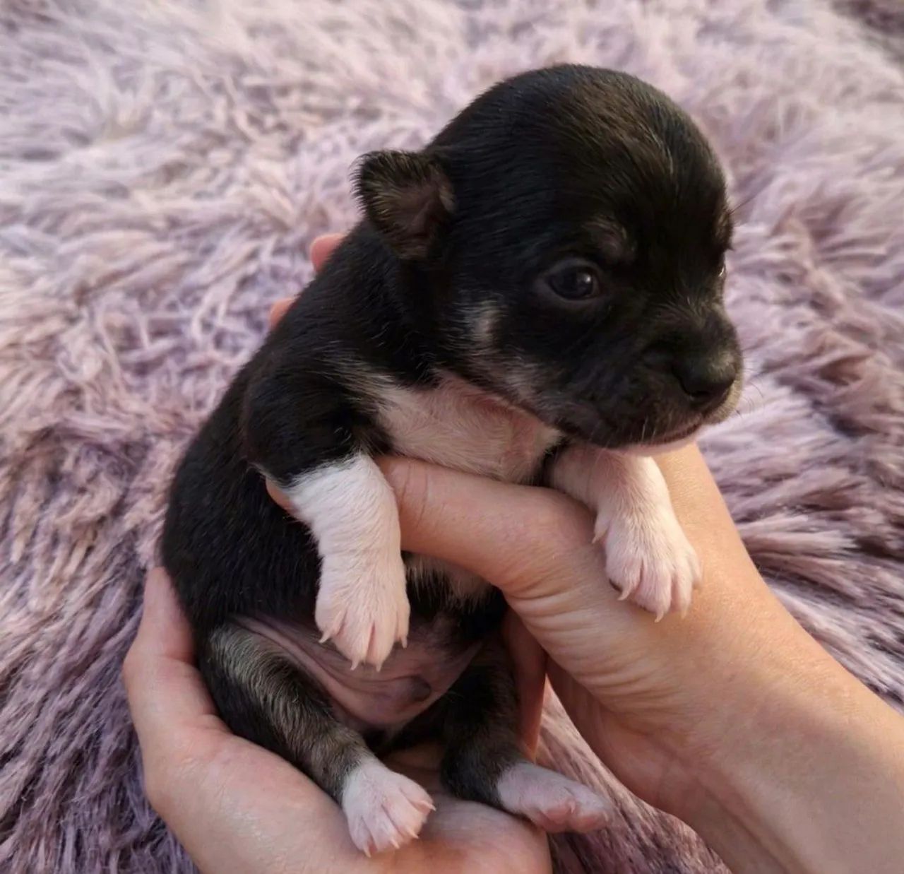 Chihuahua  - Foto 3