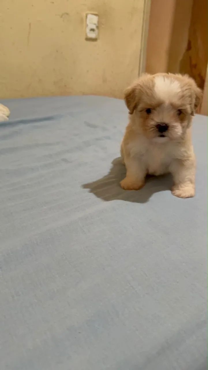 Lhasa Apso - Foto 2