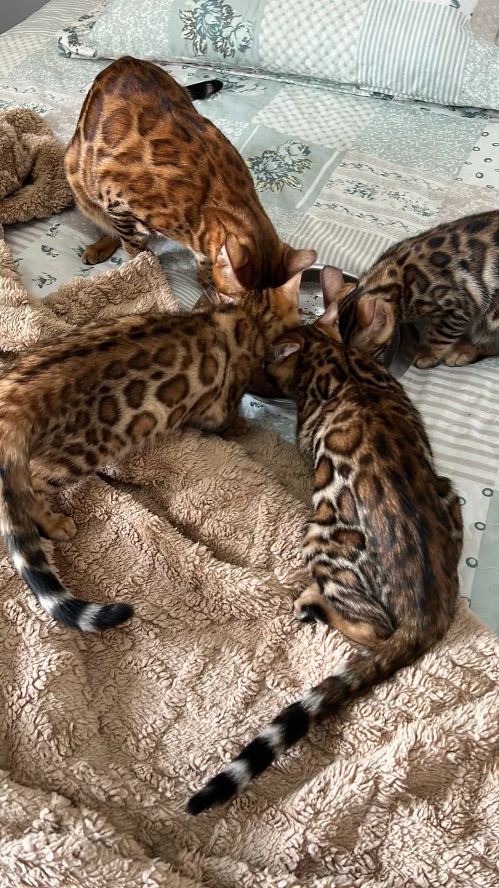 Gato Bengal  - Foto 3