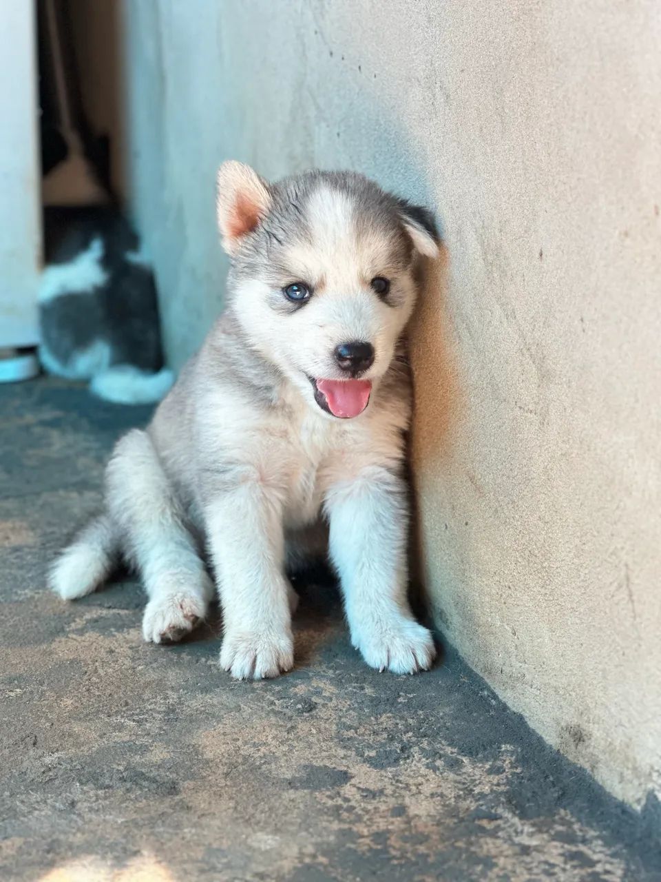 Filhote Husky Siberiano Macho
