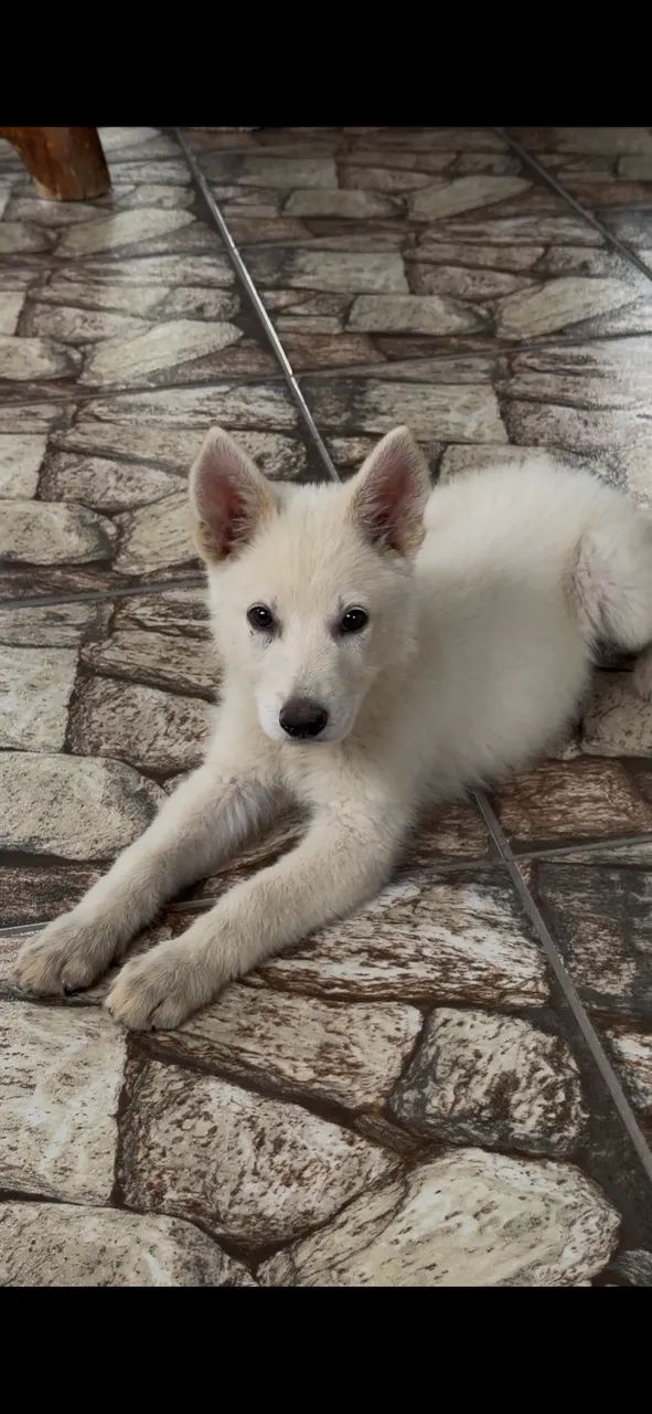Cachorro pastor suíço 