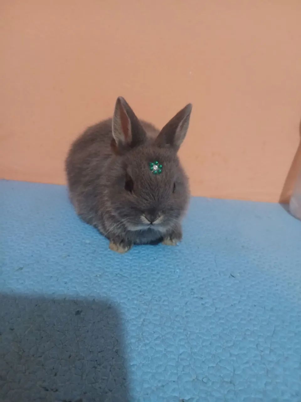 Netherland Dwarf  - Foto 4