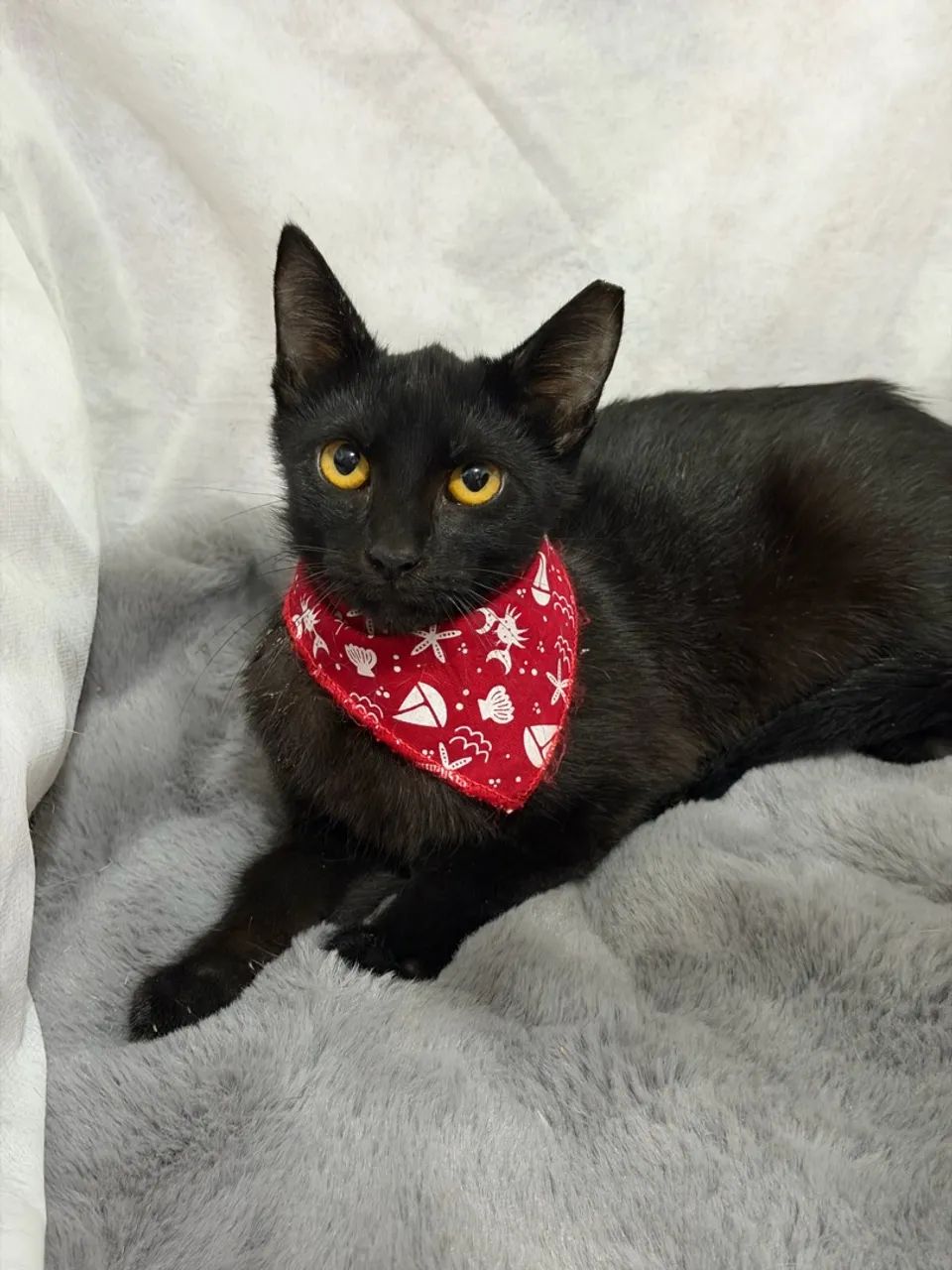 Gatinhos para doação  - Foto 4