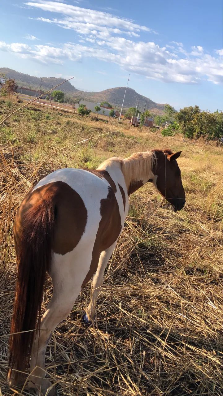 Vendo  égua quarto de milha  - Foto 2