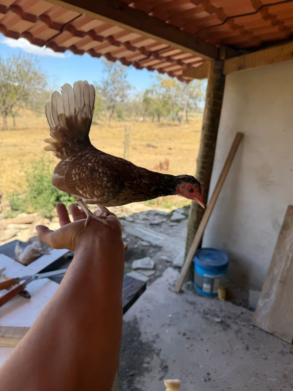 Mini Galizé a venda - Foto 2