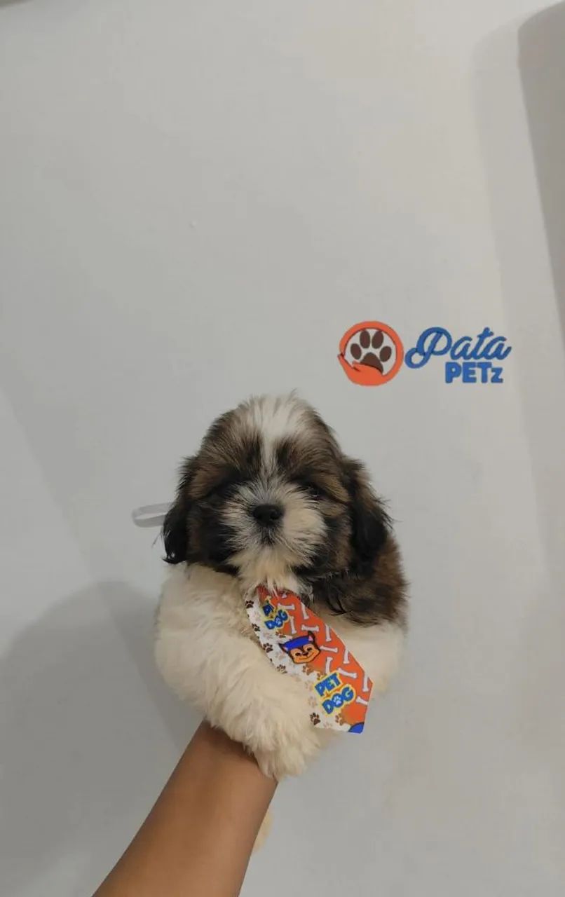 Shihtzu