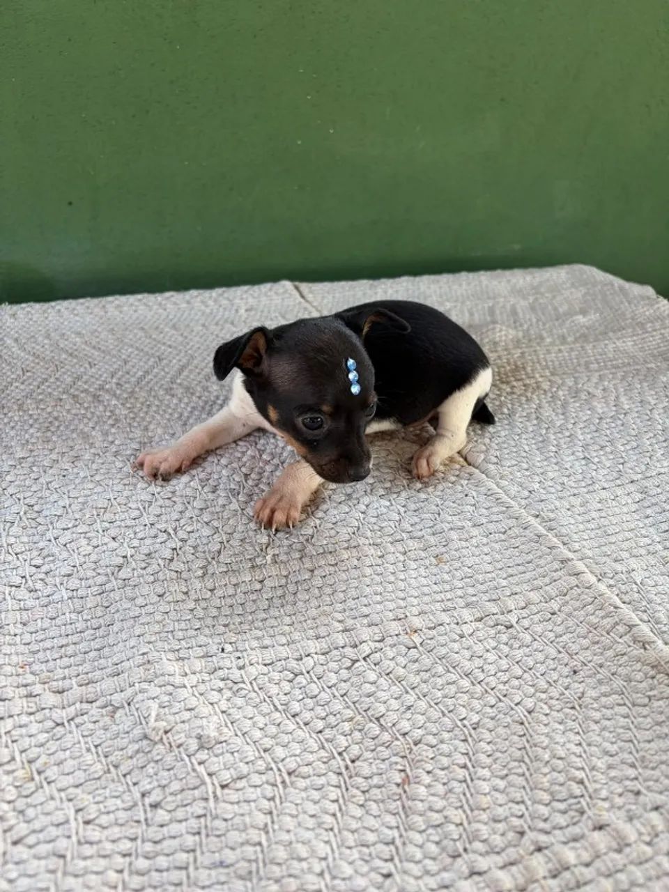 Filhote Pinscher Macho - Foto 2