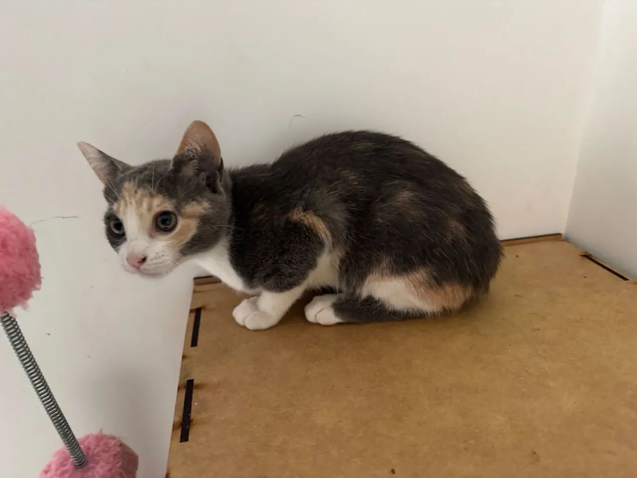 Gatinha fêmea 2 meses - Foto 4