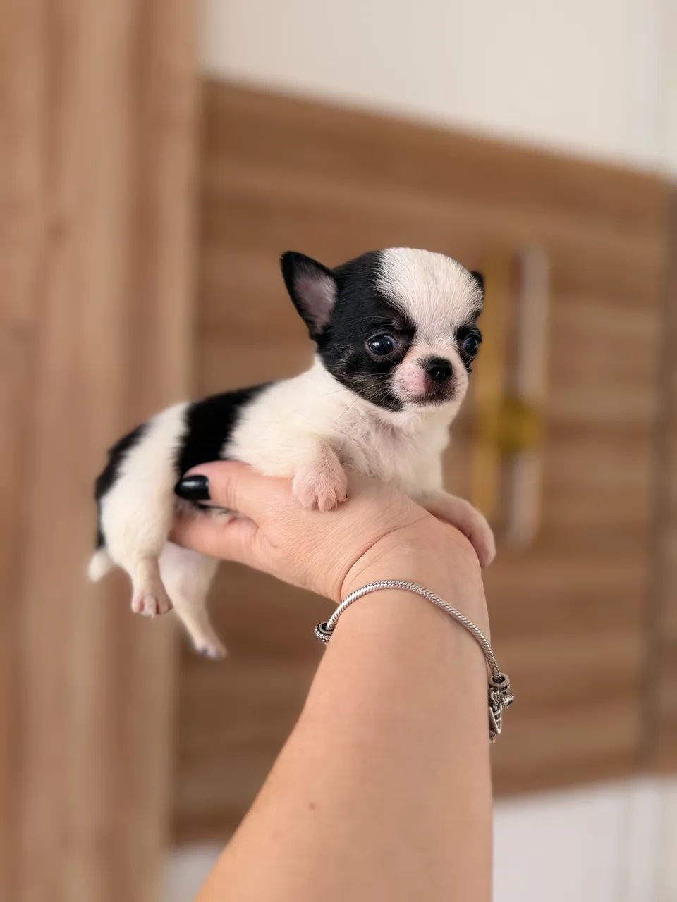 Bebês chihuahuas para exigentes  - Foto 3