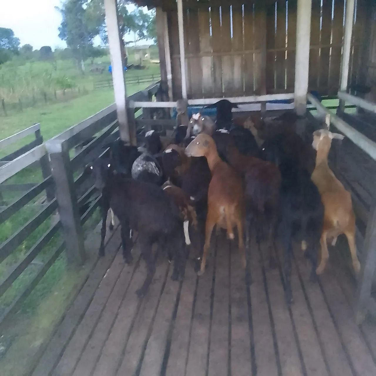 Vendo Ovelhas e Carneiro - Foto 2